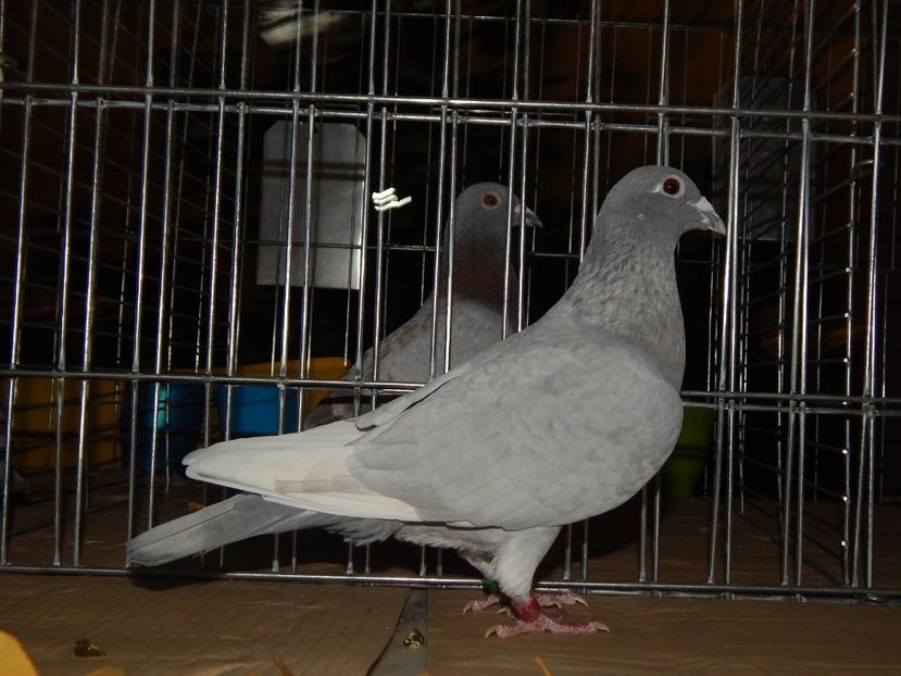  - Sannicolau Mare Noiembrie 2018