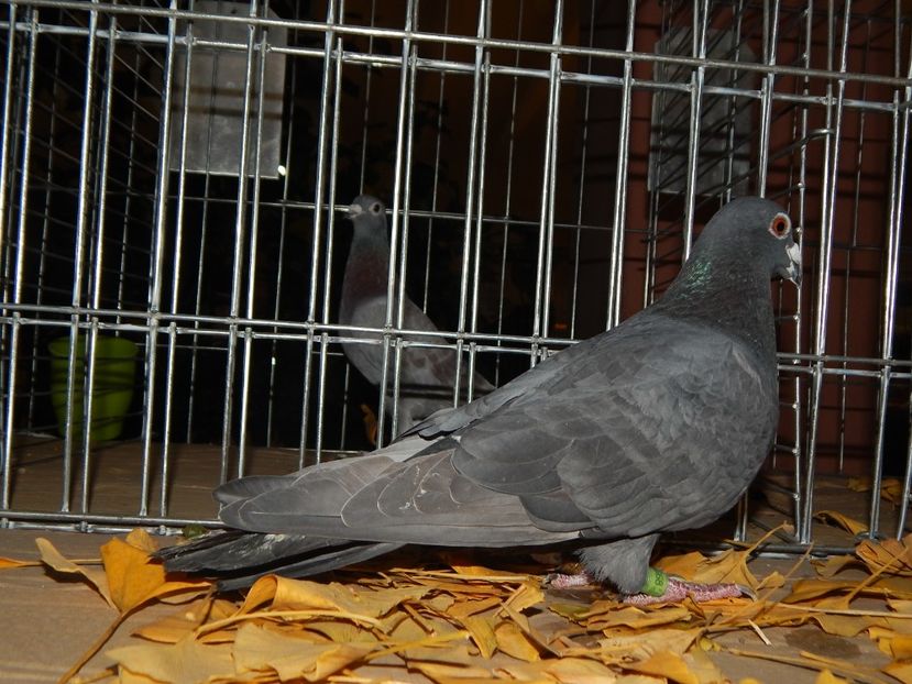  - Sannicolau Mare Noiembrie 2018