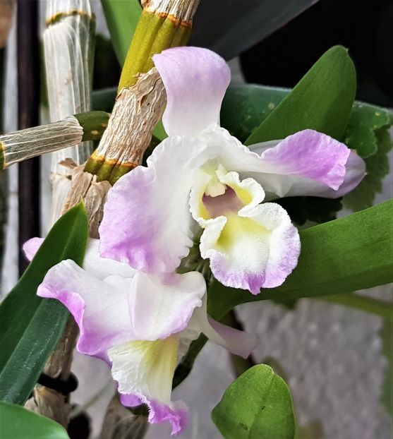  - Dendrobium nobile