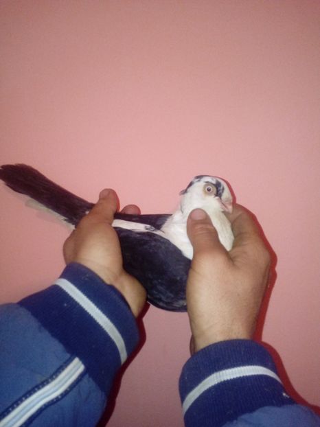 F2018 - galateni 2018