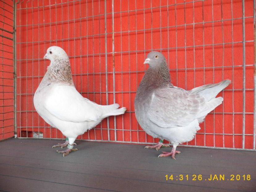 TEXANI PT.DOICI - DOICI - HUBBEL - TEXAN- VOIAJORI STIL VECHI și VOIAJOR DE FRUMUSETE