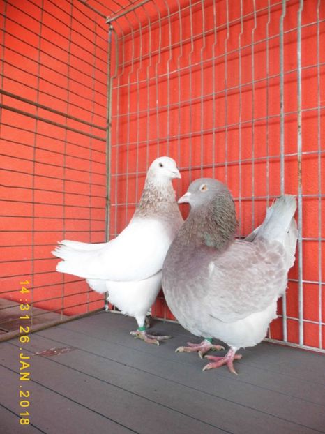 TEXANI - DOICI - HUBBEL - TEXAN- VOIAJORI STIL VECHI și VOIAJOR DE FRUMUSETE