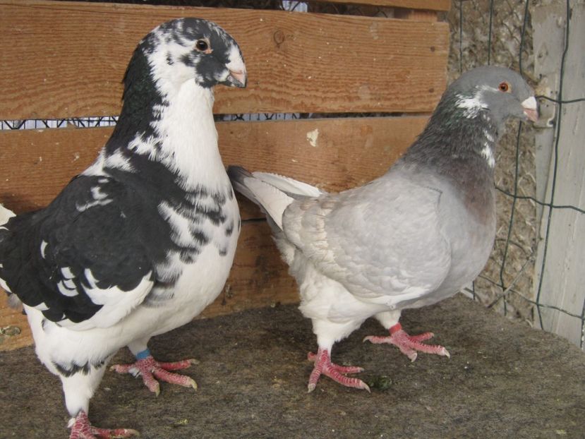 Per 13 - Perechi gh 2019