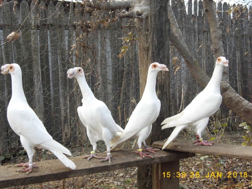  - CARRIER PT MATCA 2019