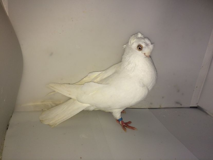 7183  femelă  2018_1 - pui 2018 BM