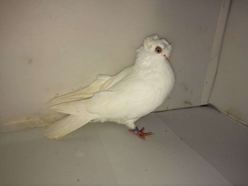 7183  femelă  2018_3 - pui 2018 BM