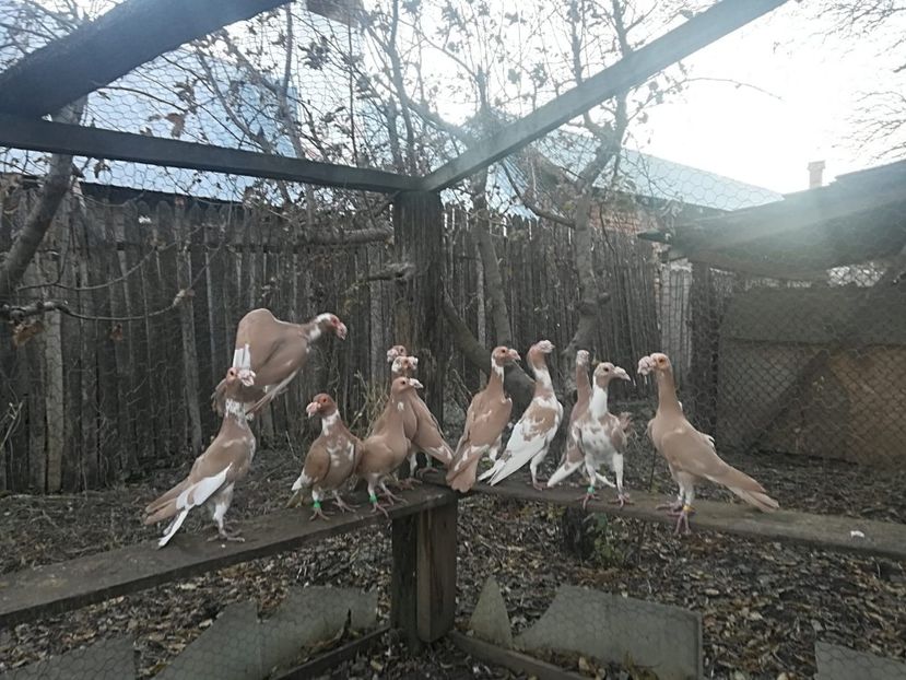  - CARRIER PT MATCA 2019