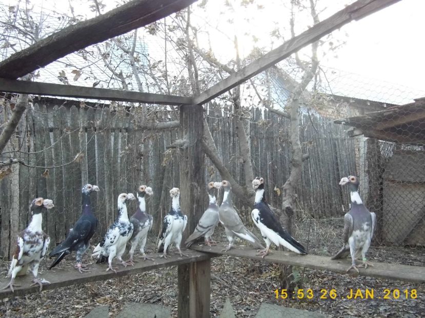  - CARRIER PT MATCA 2019