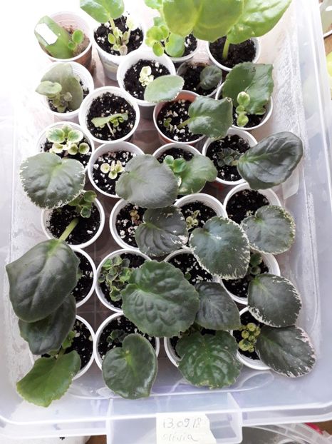 13.09.18 Olivia - A Frunze harnice 2018