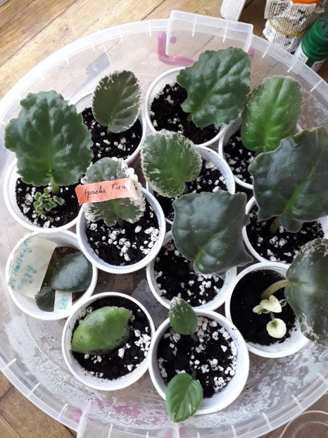 de la Olivia - A Frunze harnice 2018