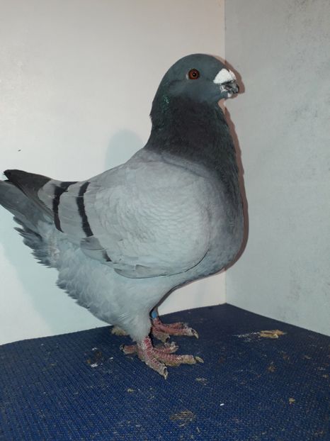 M 2018 - Masculi matca 2019