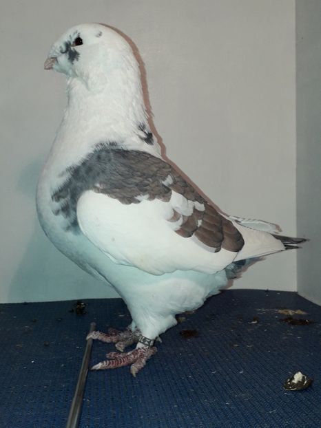 F 2014 - Femele matca 2019