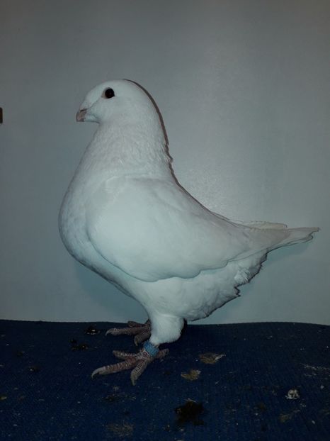 F 2018 - Femele matca 2019