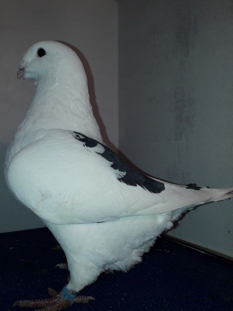 F 2018 - Femele matca 2019