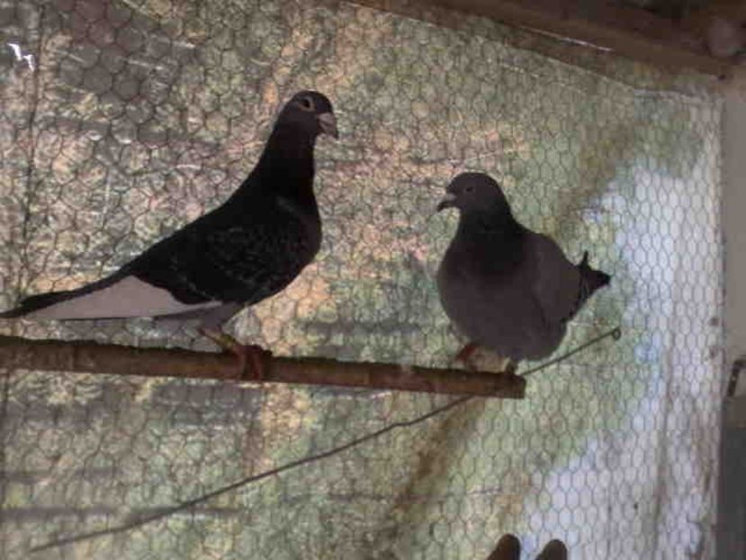  - A-2 Masculi matca pentru 2020- Baltati-Aarden Vineti-Fabry