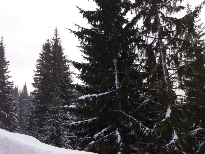  - Crăciun 2018