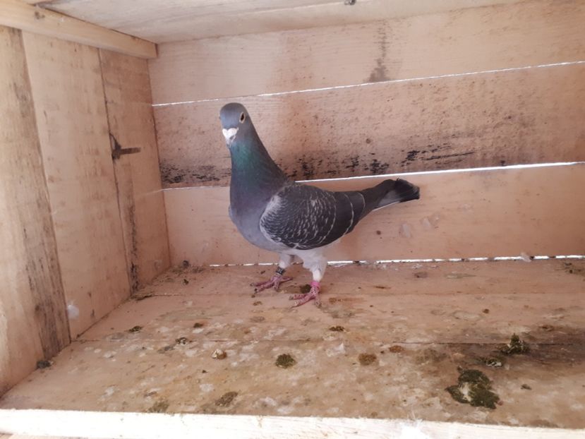 M - Reproducatori 2019