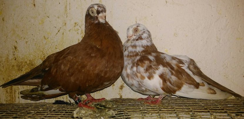 Pestriti rosu, dr F, stg M - cuplul 1 - Cupluri matca 2019