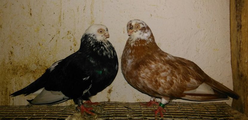 Pestrit negru M, pestrita rosie F - Cupluri matca 2019