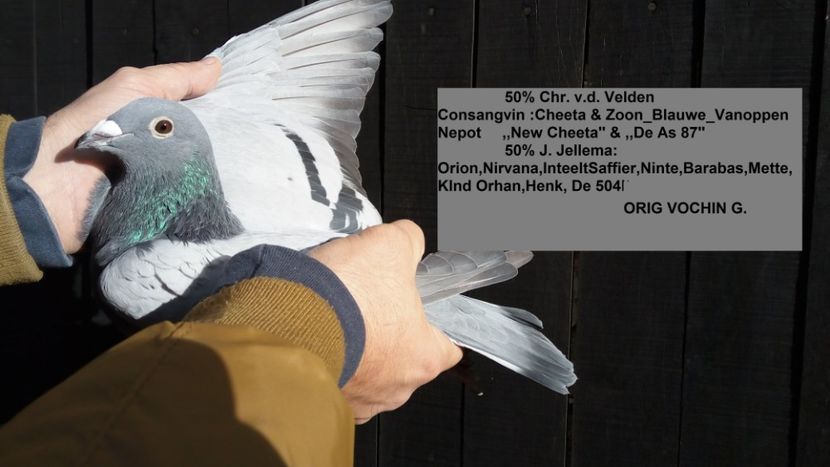 VELDENU'  PR - Dan Matei 4Cupe