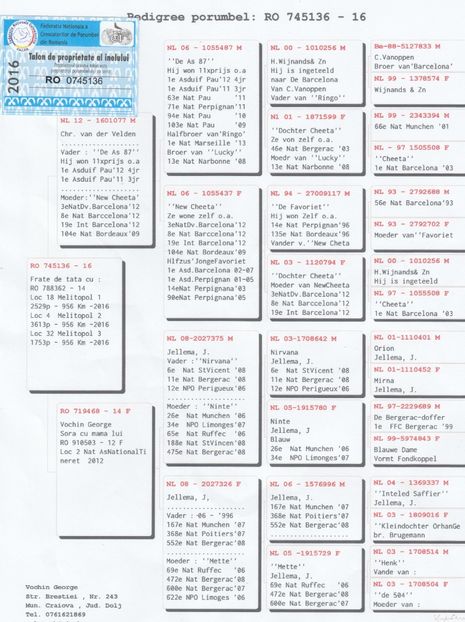 VELDENU' - Dan Matei 4Cupe