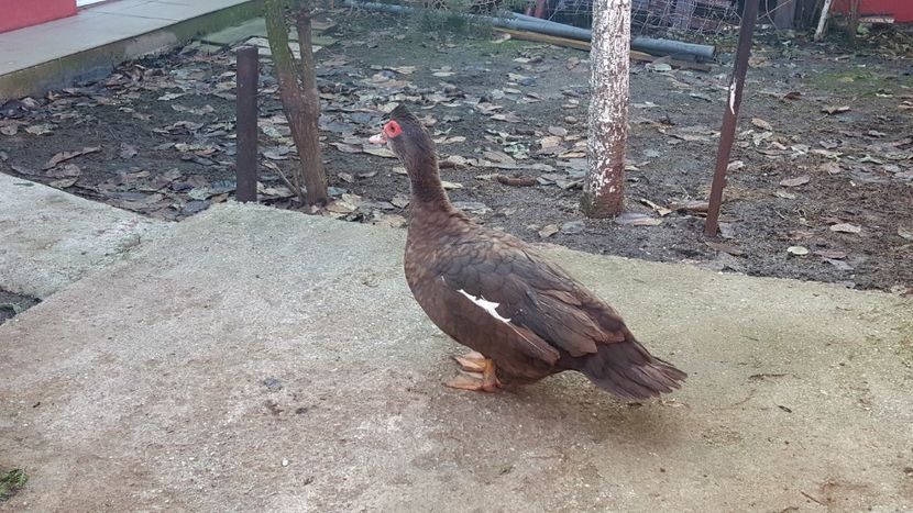 a lui Tarzan - 0001 rate lesesti matca 2019 lot 2