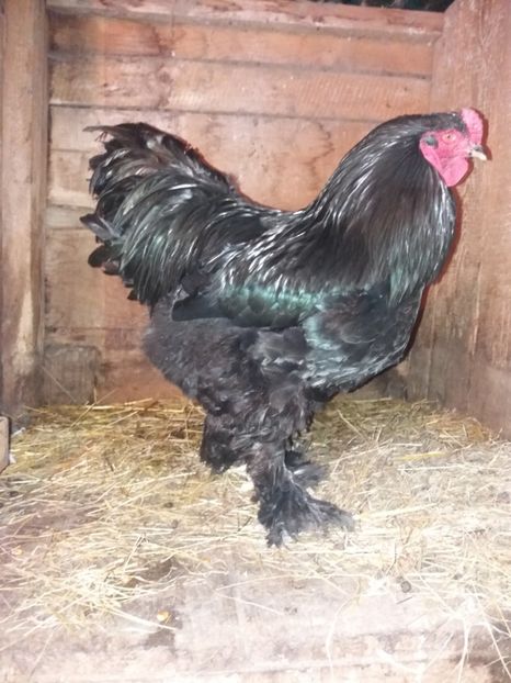  - 00-CONTACT 0746 126 026