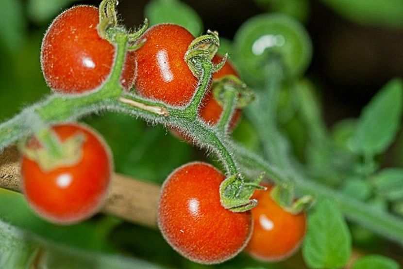 copiata tomatofifou - SEMINTE ROSII - T 318 ANGORA SUPER SWEET OP