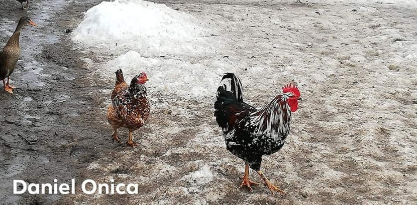  - Gaini romanesti colorate linia Onica