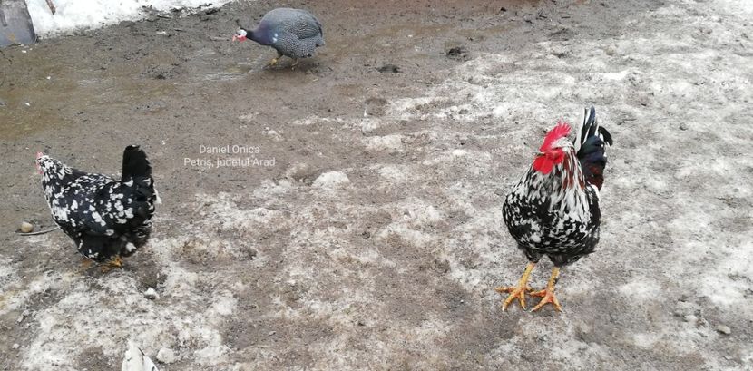  - Gaini romanesti colorate linia Onica