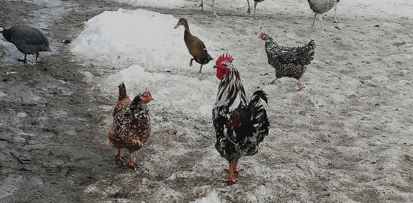  - Gaini romanesti colorate linia Onica