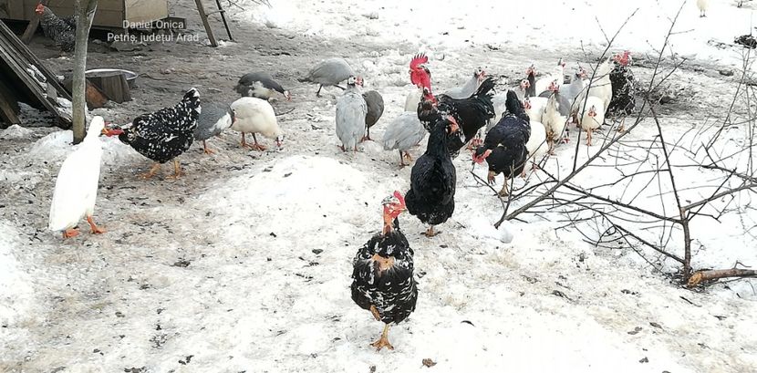  - Gaini romanesti colorate linia Onica