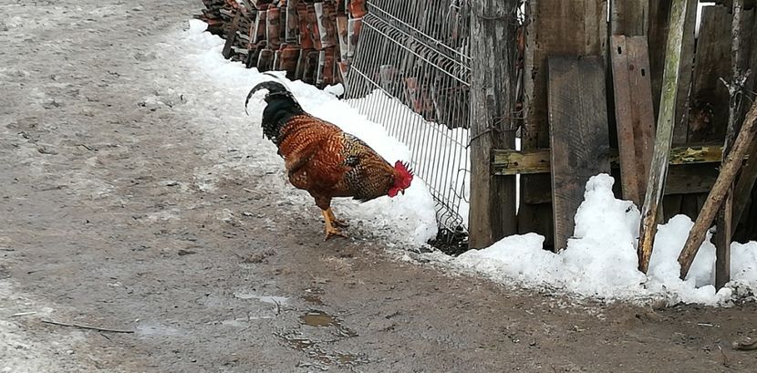  - Gaini romanesti colorate linia Onica