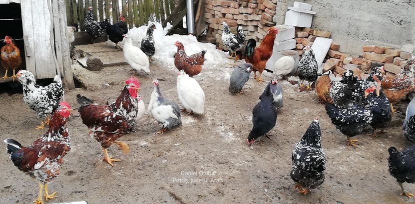  - Gaini romanesti colorate linia Onica