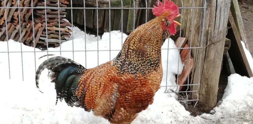  - Gaini romanesti colorate linia Onica