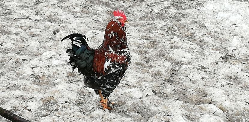  - Gaini romanesti colorate linia Onica