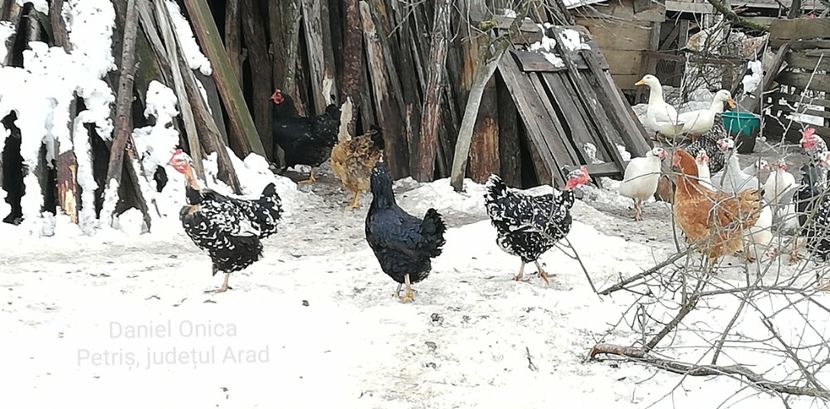  - Gaini romanesti colorate linia Onica