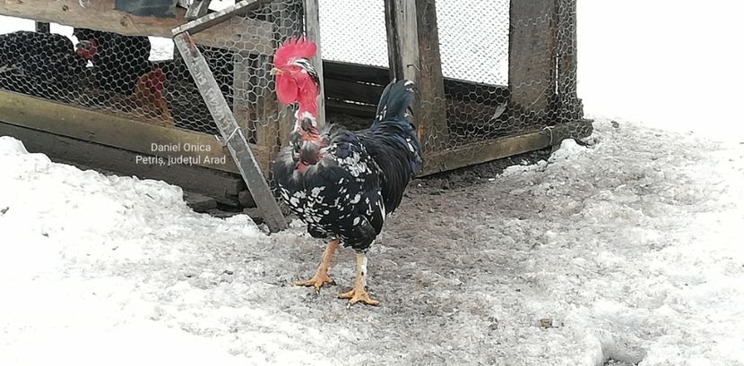  - Gaini romanesti colorate linia Onica