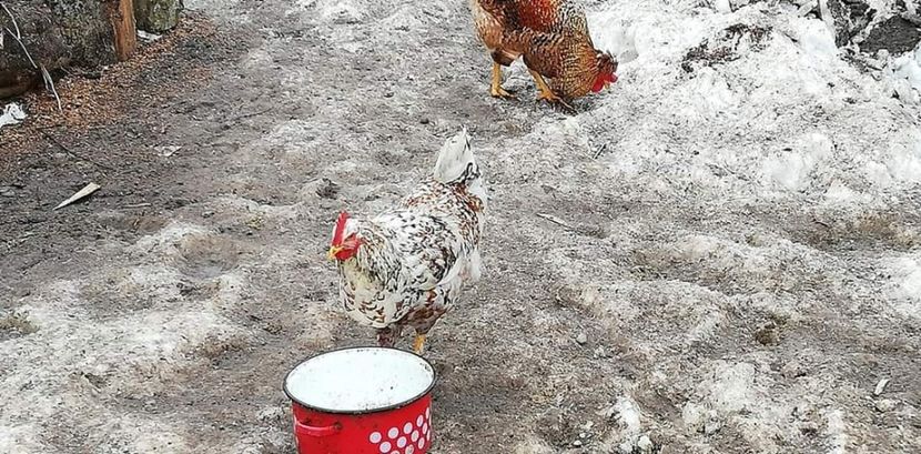  - Gaini romanesti colorate linia Onica