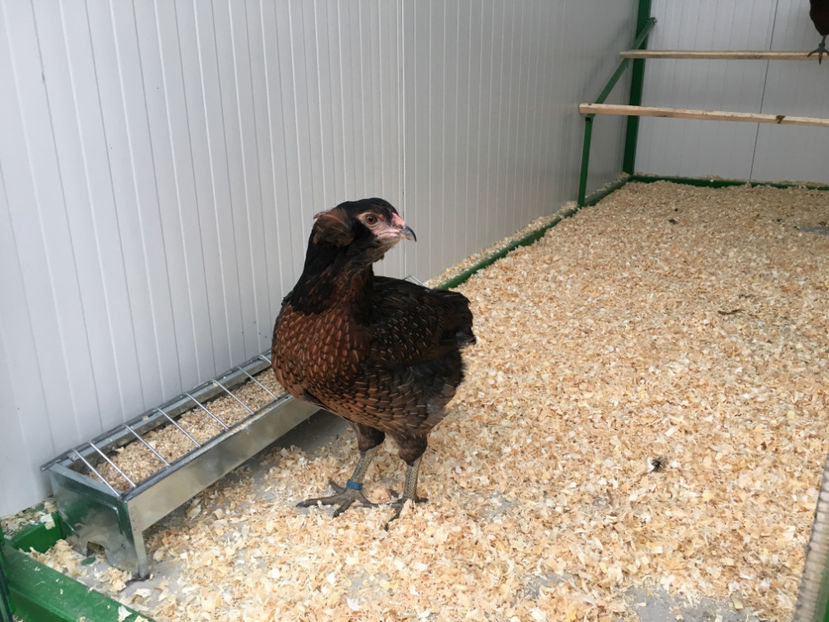  - Araucana potarnichiu salbatic si Argintiu 2018-2019