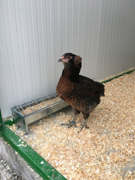  - Araucana potarnichiu salbatic si Argintiu 2018-2019