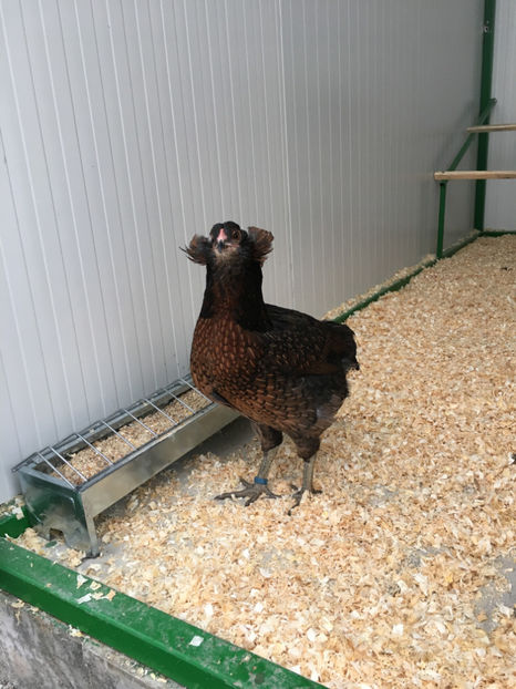  - Araucana potarnichiu salbatic si Argintiu 2018-2019