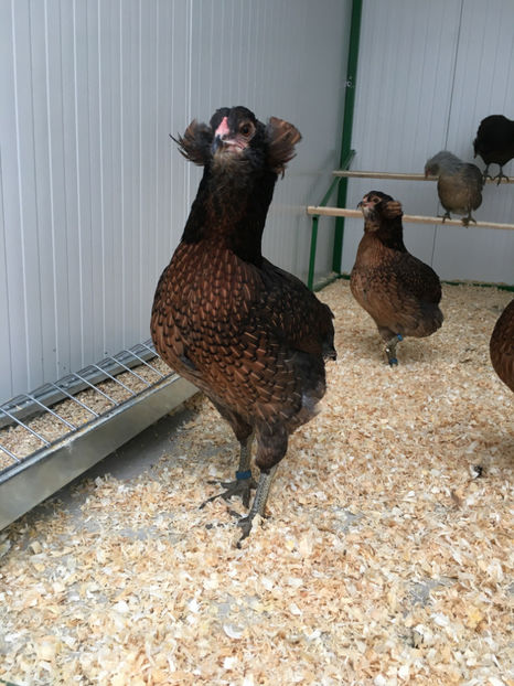  - Araucana potarnichiu salbatic si Argintiu 2018-2019