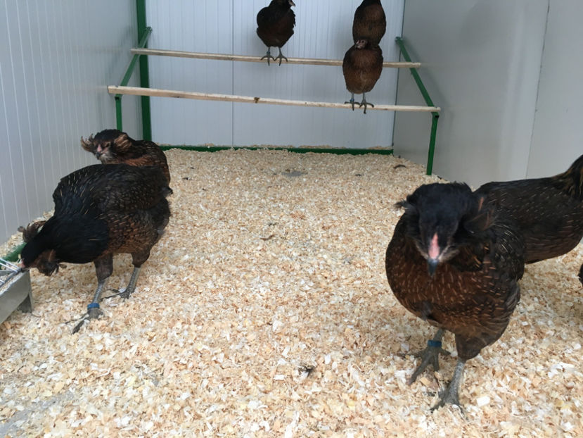  - Araucana potarnichiu salbatic si Argintiu 2018-2019