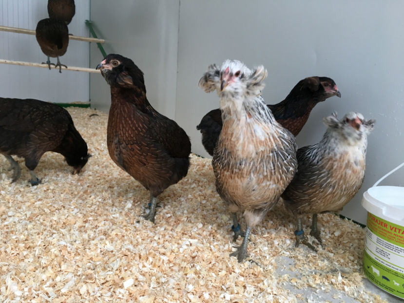  - Araucana potarnichiu salbatic si Argintiu 2018-2019