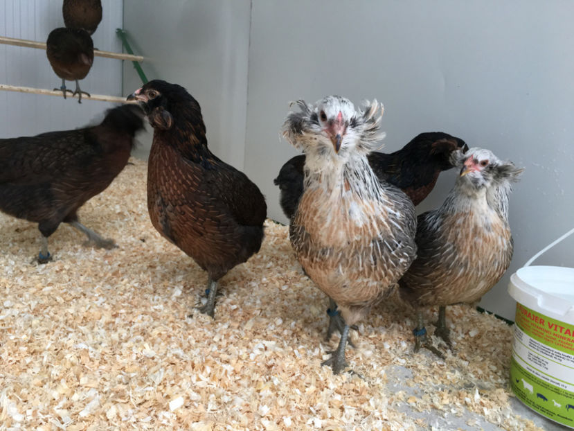  - Araucana potarnichiu salbatic si Argintiu 2018-2019