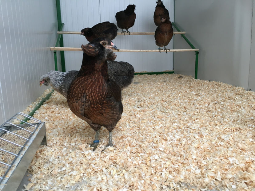  - Araucana potarnichiu salbatic si Argintiu 2018-2019