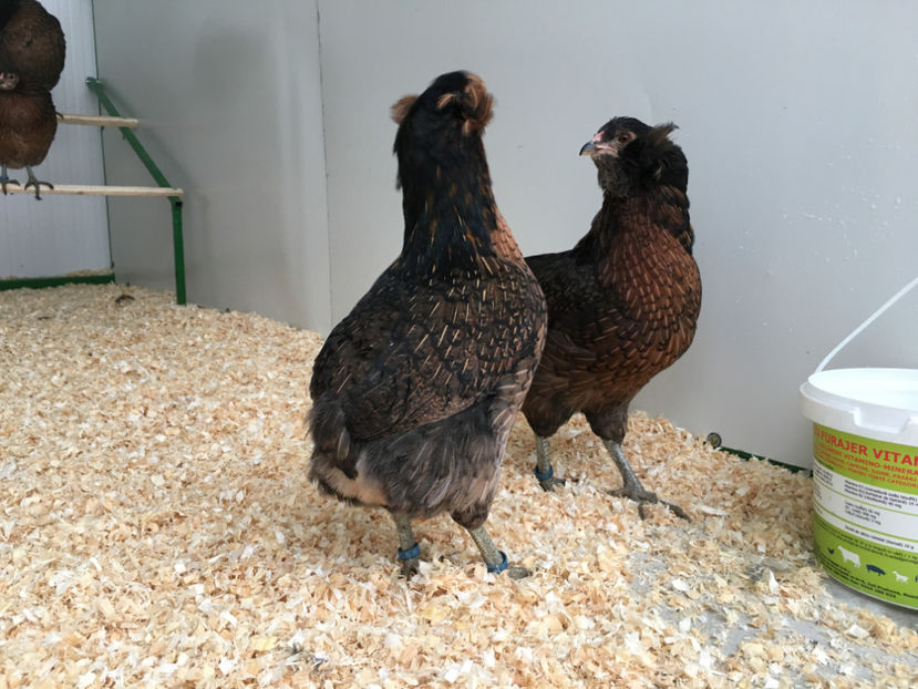  - Araucana potarnichiu salbatic si Argintiu 2018-2019