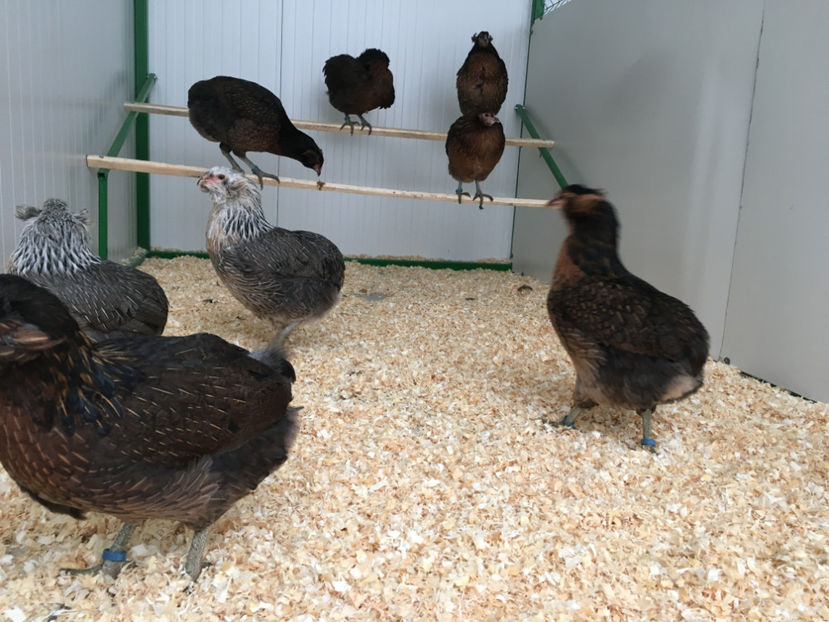  - Araucana potarnichiu salbatic si Argintiu 2018-2019