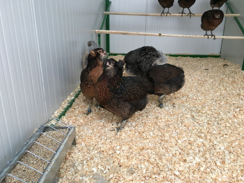  - Araucana potarnichiu salbatic si Argintiu 2018-2019